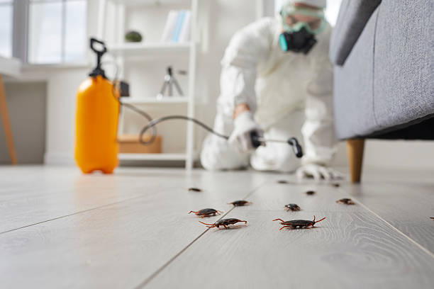 Commercial Kitchen Cockroach Control in Hillsboro Beach